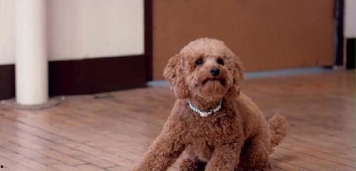 狗变成人形态视频,神奇变身视频揭秘