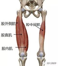 成人股外侧肌注射视频,股外侧肌注射操作步骤详解及视频演示