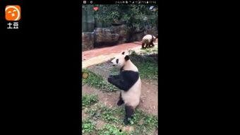 熊猫成人舞蹈视频教学,成人舞蹈视频教学带你轻松入门